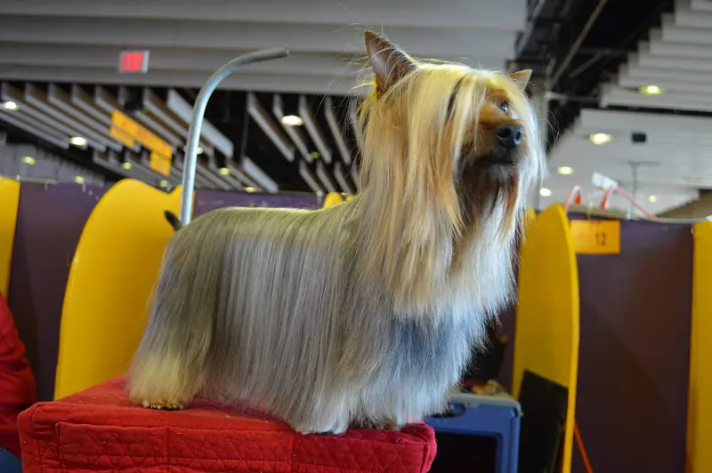 Australian Silky Terrier, photo 4