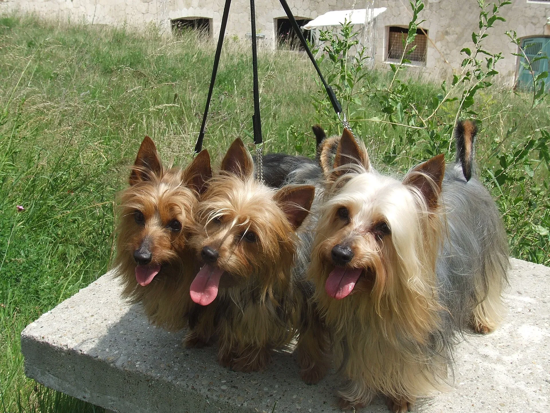 An Australian Silky Terrier