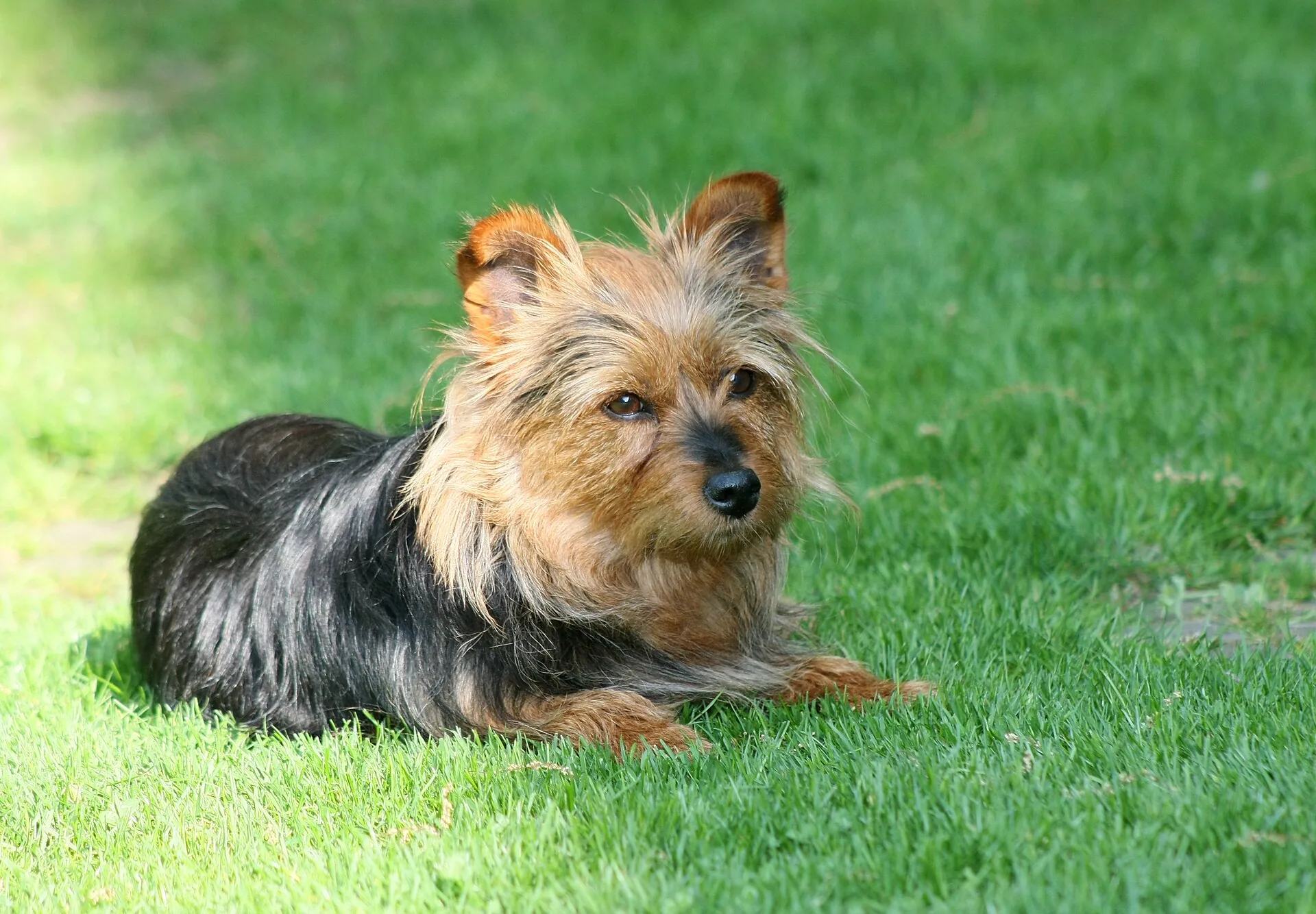An Australian Terrier