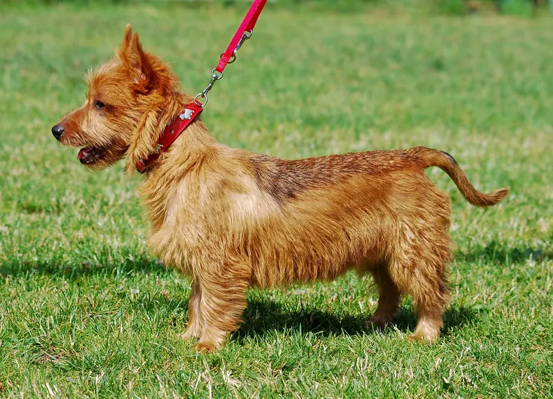 Australian Terrier, photo 5