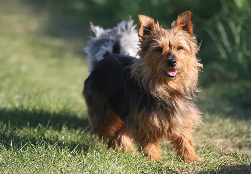 Australian Terrier, photo 4