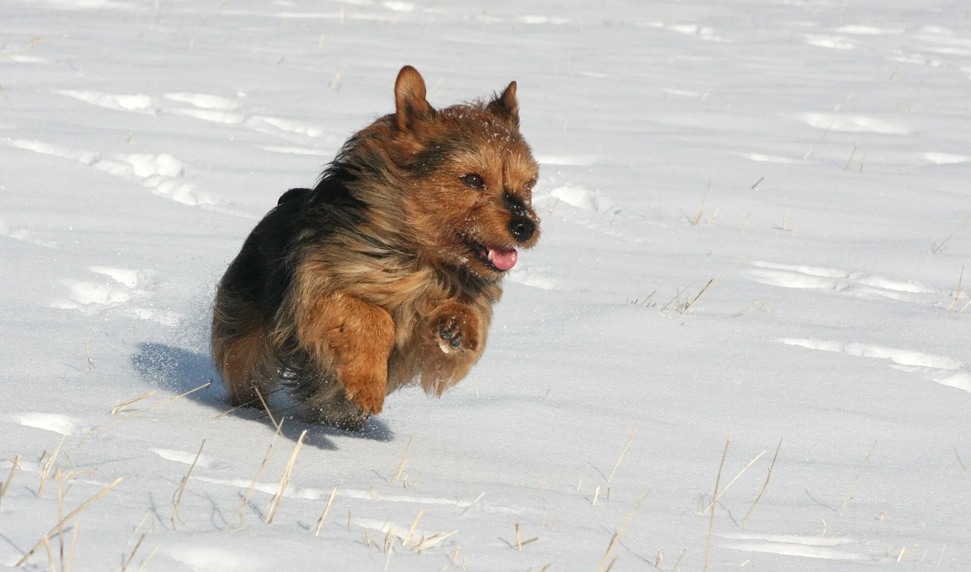 An Australian Terrier