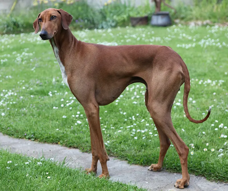 An Azawakh
