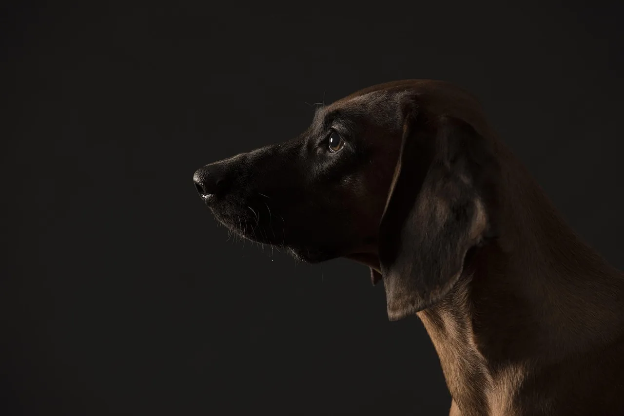 A Bavarian Mountain Scent Hound