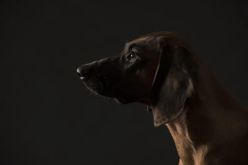 Bavarian Mountain Scent Hound, photo 3