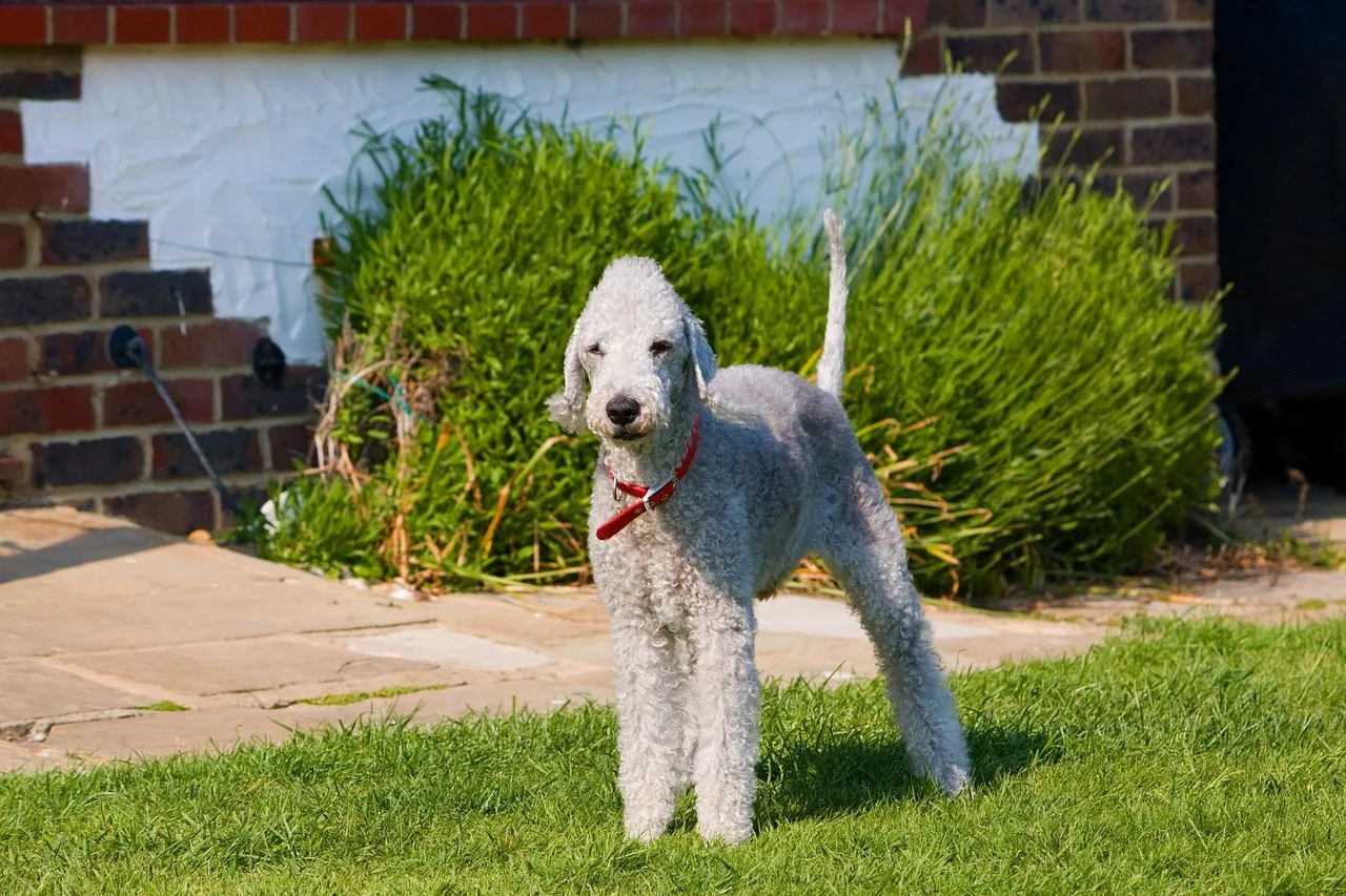 A Bedlington Terrier