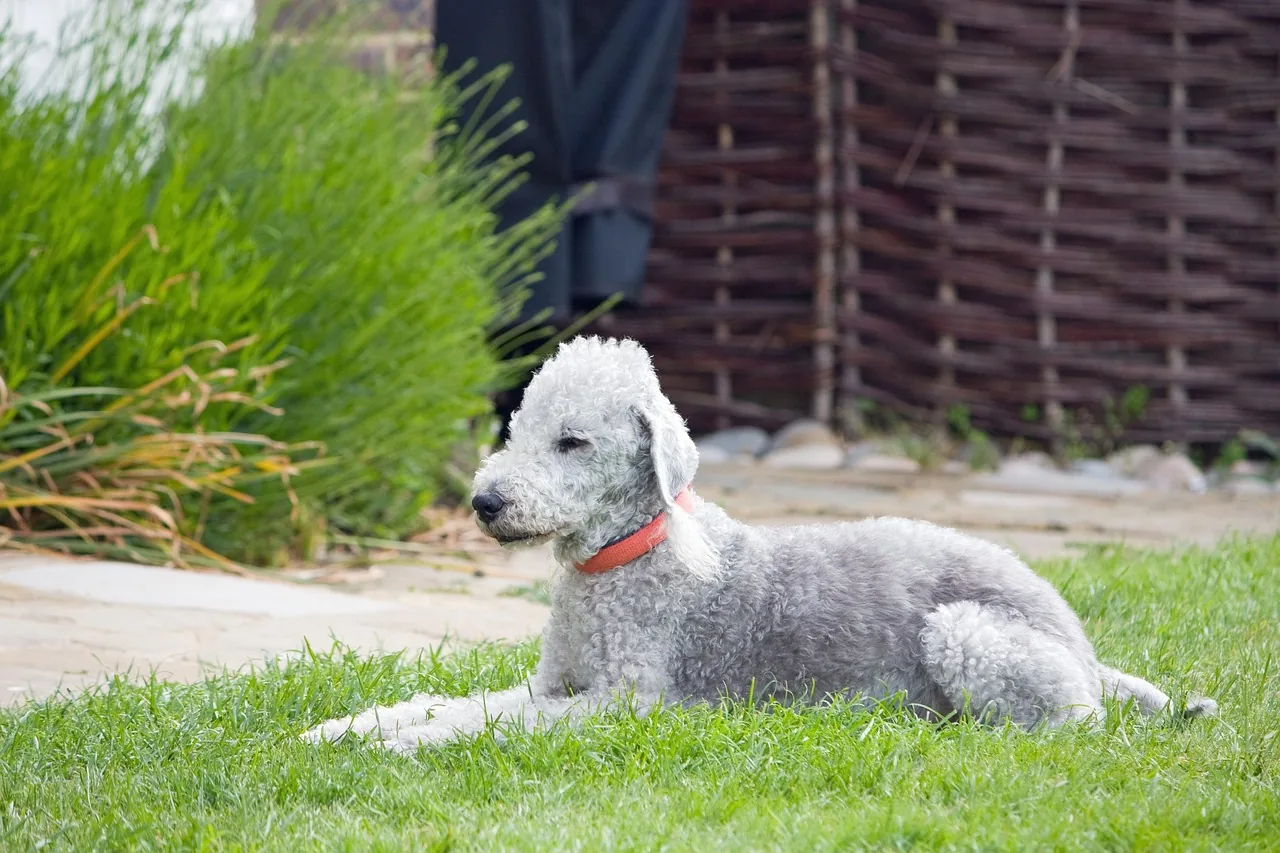 A Bedlington Terrier