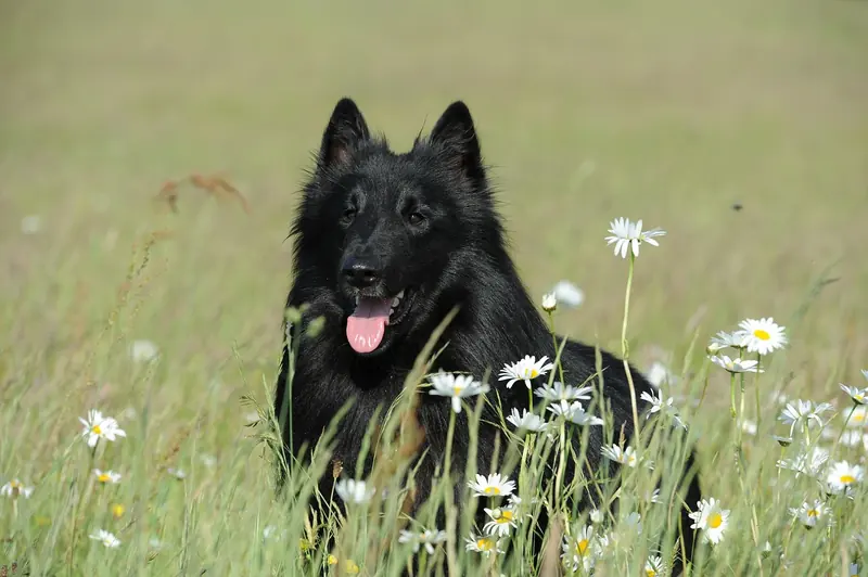 Belgian Groenendael, photo 3