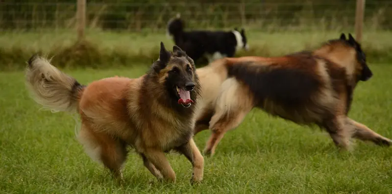 Belgian Tervuren, photo 2