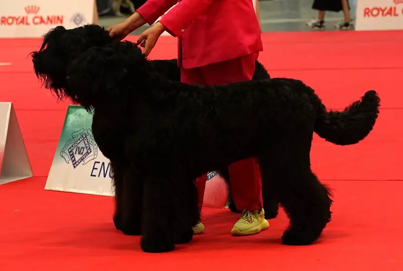 Black Russian Terrier, photo 4