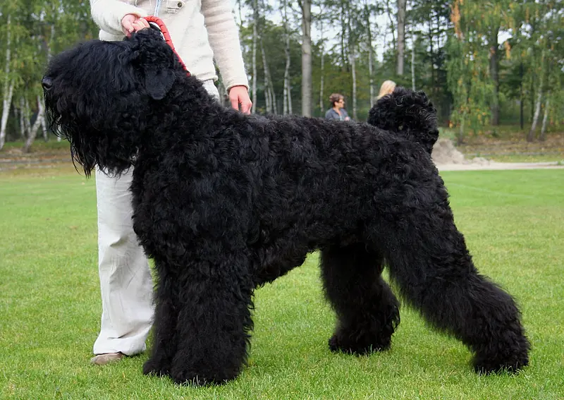 A Black Russian Terrier