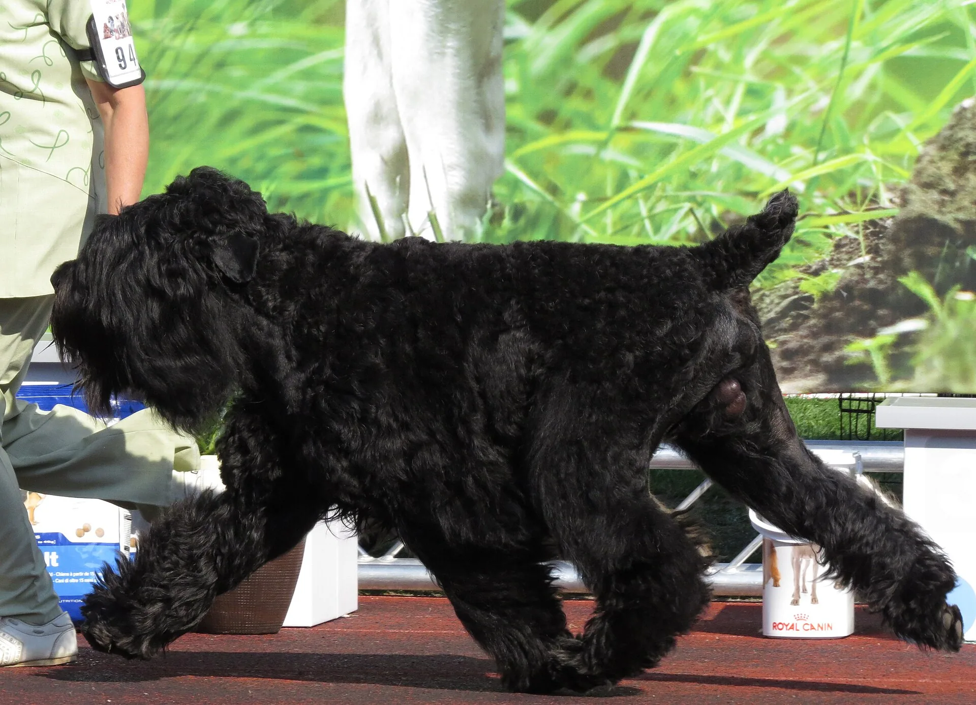 A Black Russian Terrier