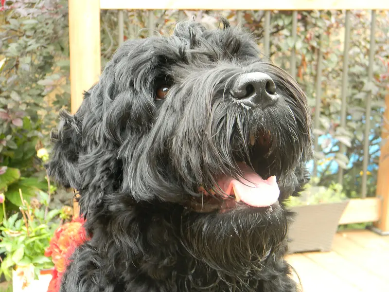 Black Russian Terrier, photo 2