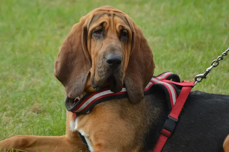 Bloodhound, photo 2