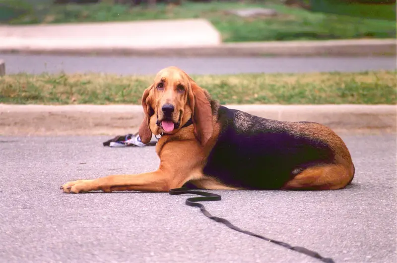 Bloodhound, photo 4