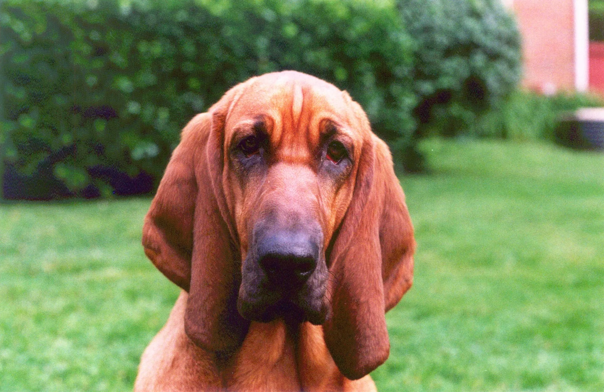 A Bloodhound
