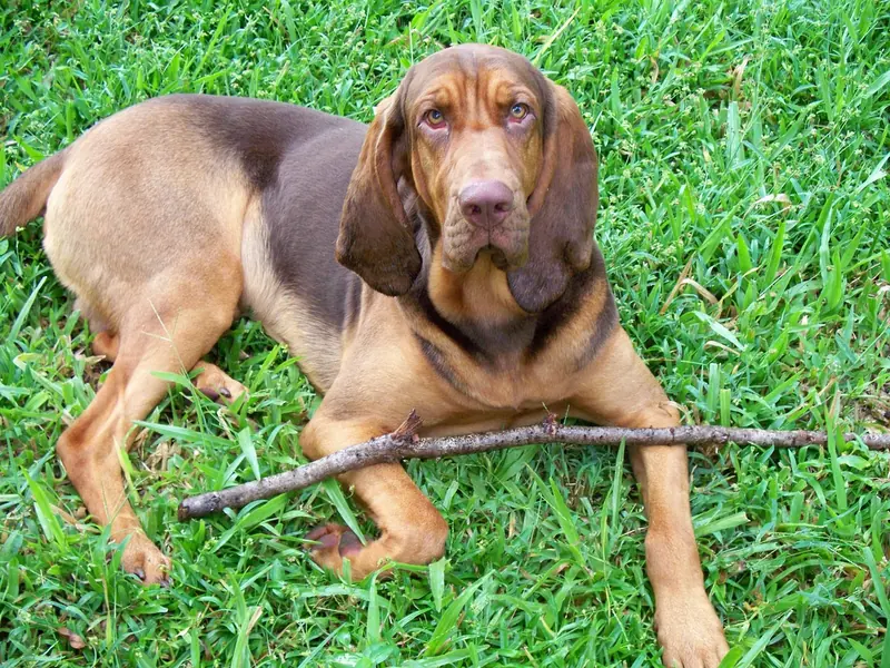 Bloodhound, photo 3