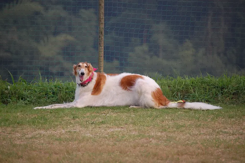 Borzoi, photo 3