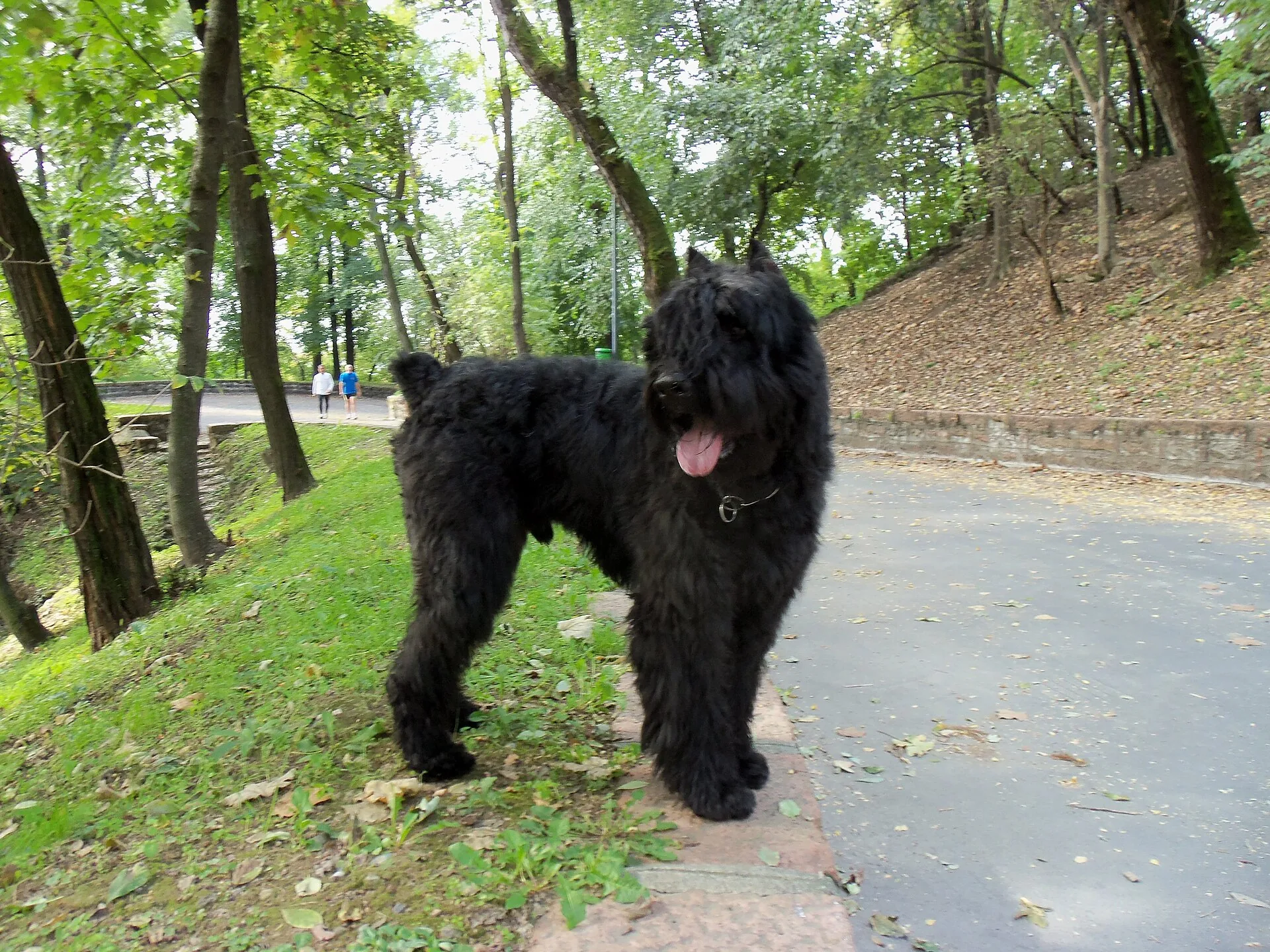 A Bouvier des Flandres