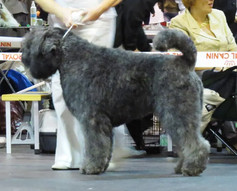 Bouvier des Flandres, photo 5