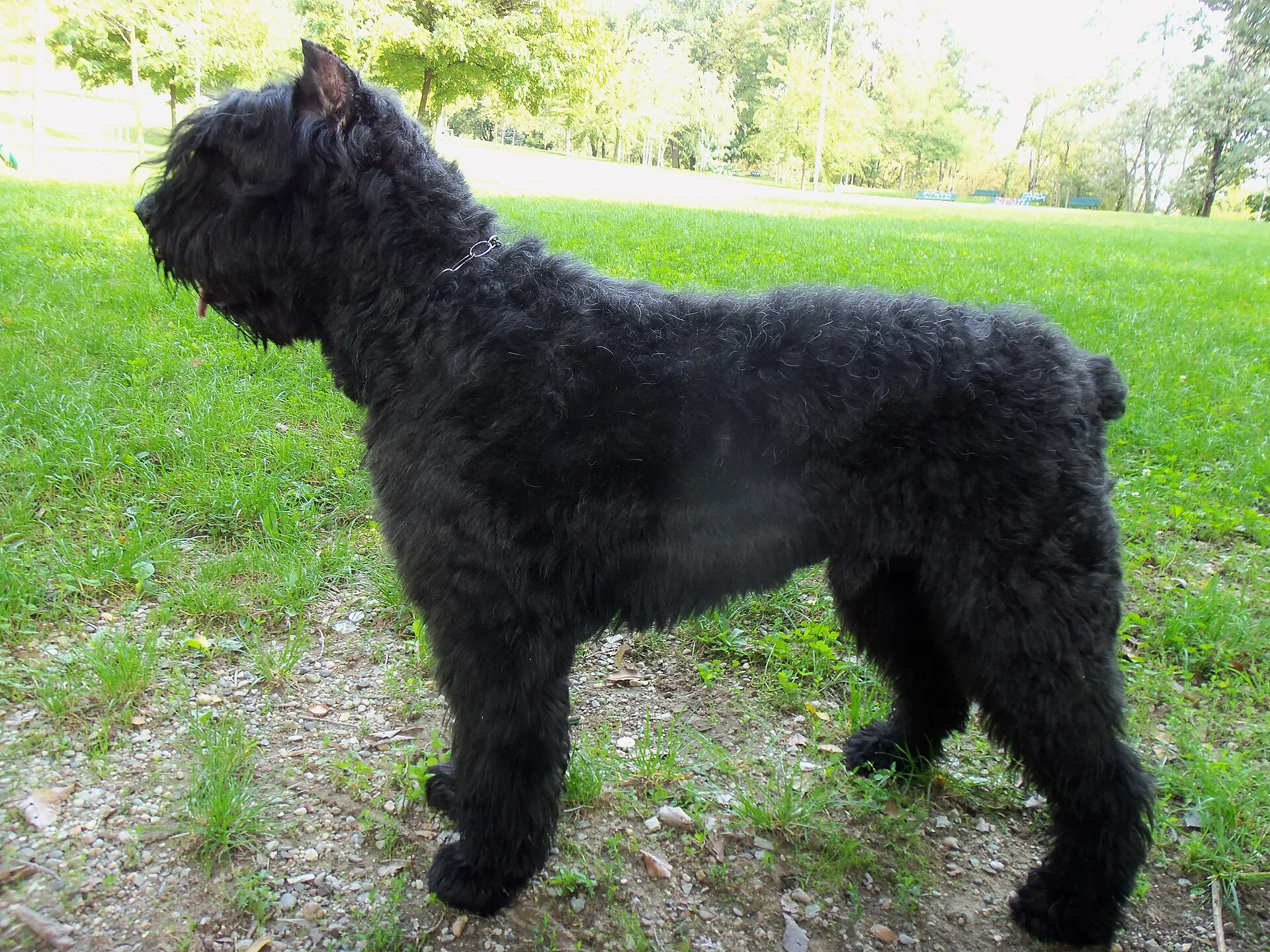 A Bouvier des Flandres