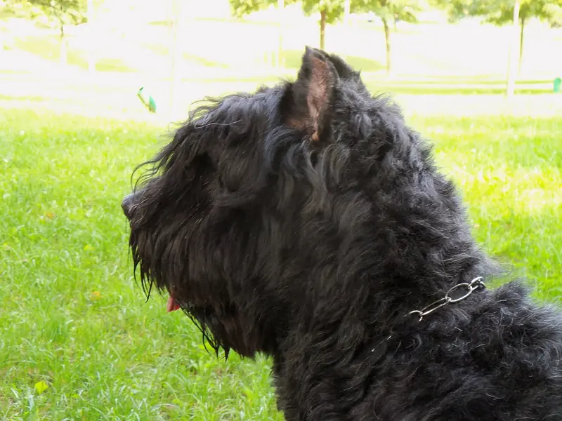 Bouvier des Flandres, photo 3