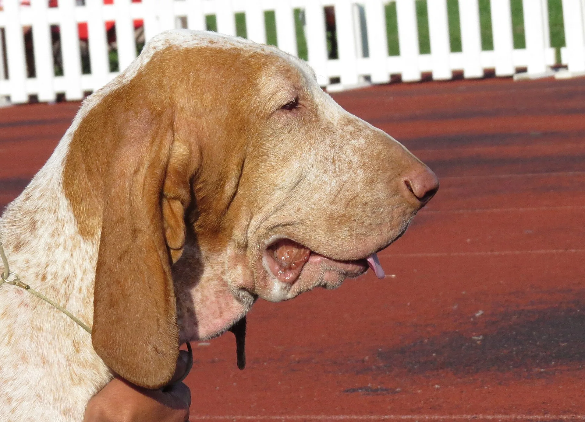 A Bracco Italiano
