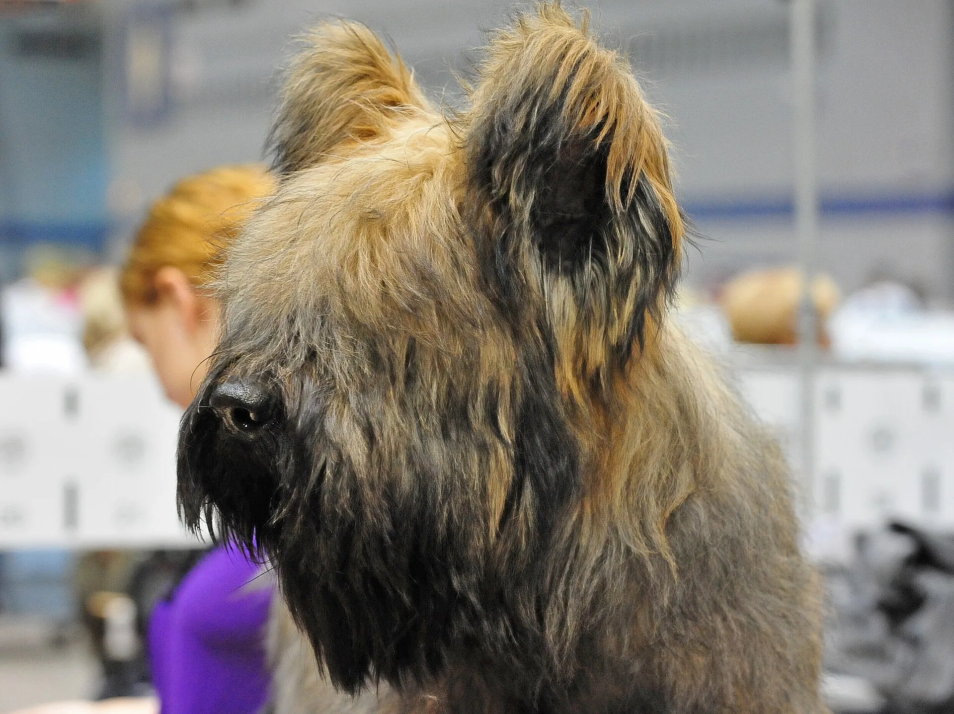 A Briard