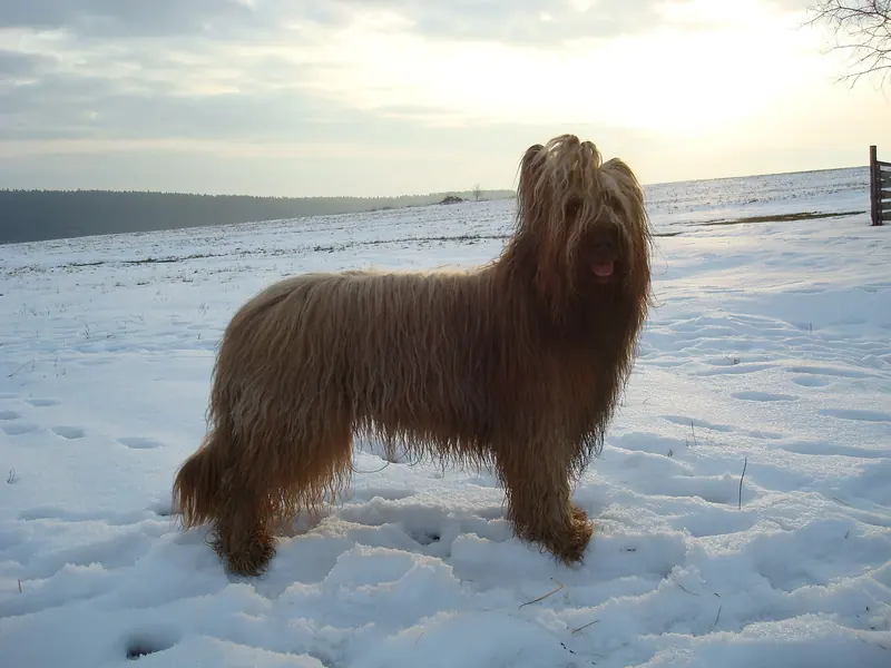 Briard, photo 2