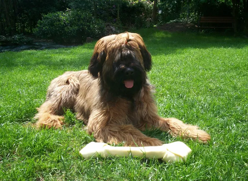Briard, photo 4
