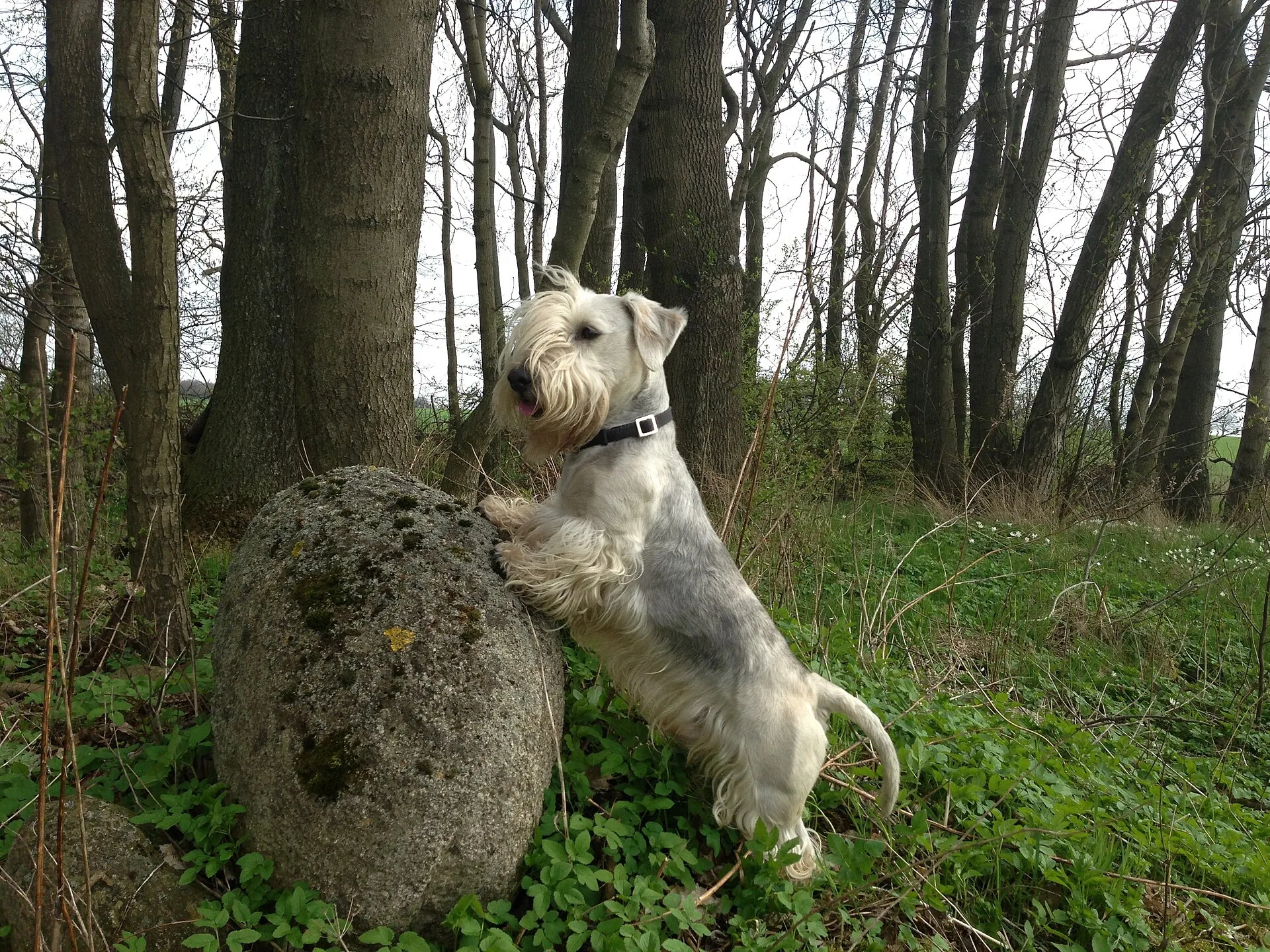 A Cesky Terrier