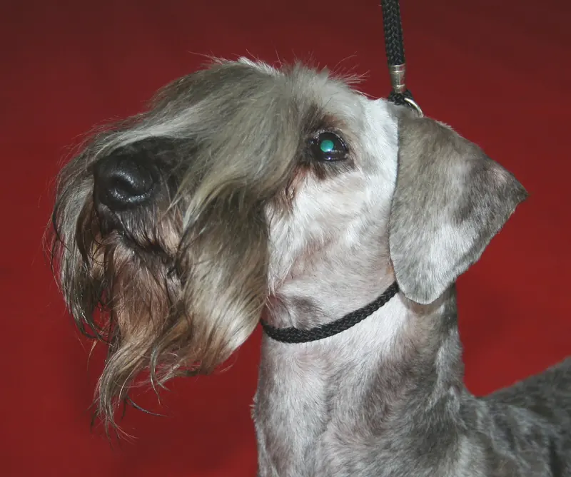 Cesky Terrier, photo 4