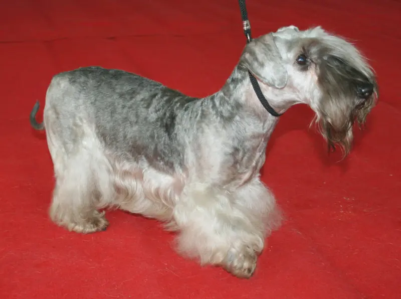 Cesky Terrier, photo 3