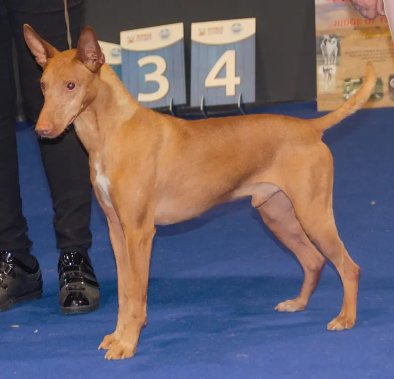 Cirneco dell'Etna, photo 4