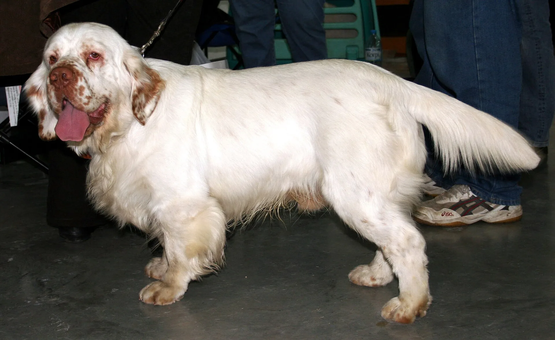 A Clumber Spaniel