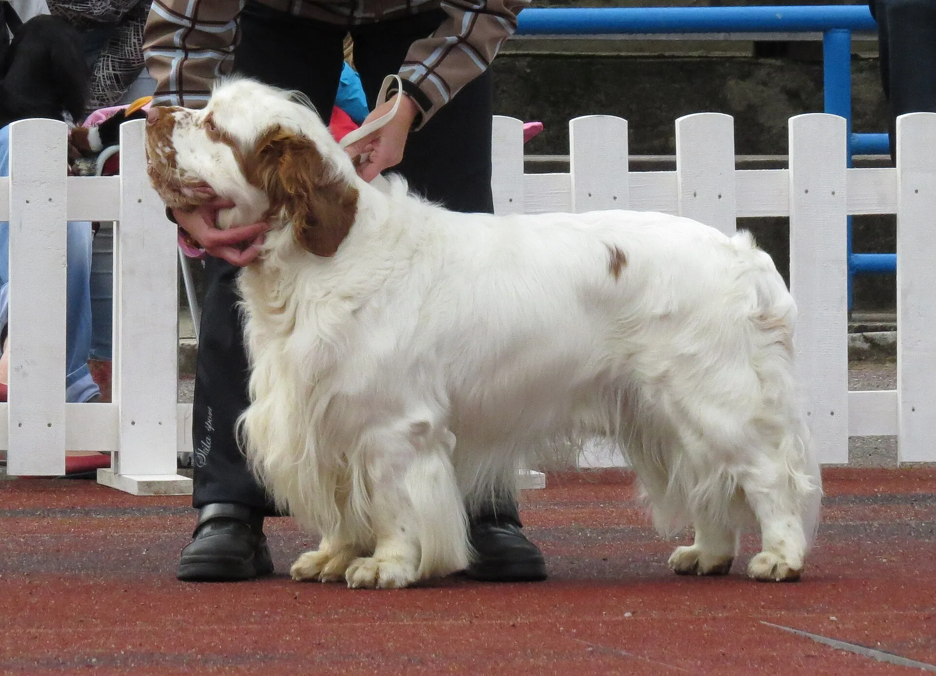 A Clumber Spaniel
