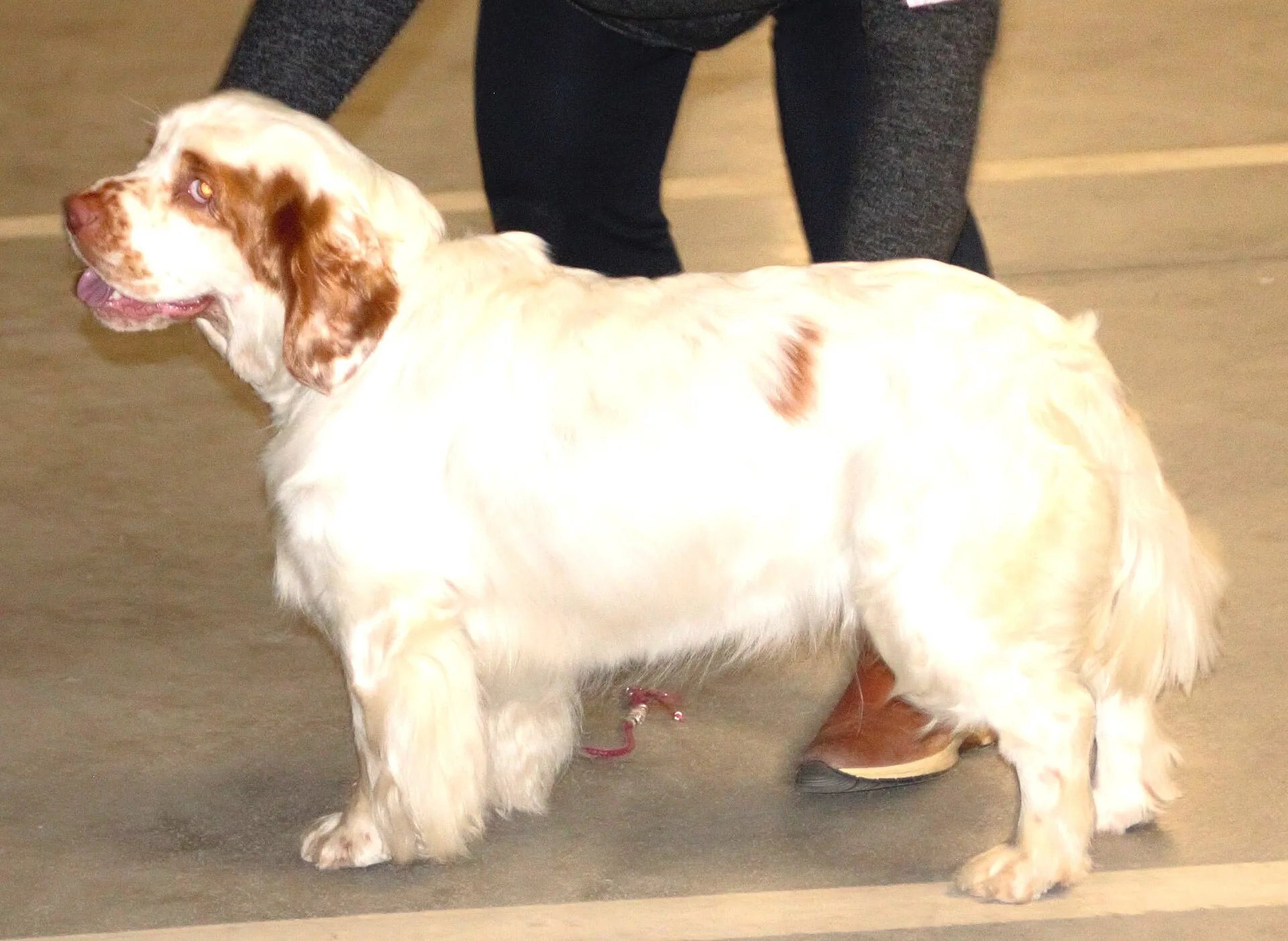 A Clumber Spaniel