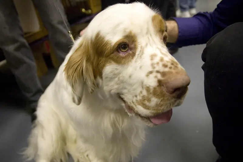 Clumber Spaniel, photo 4