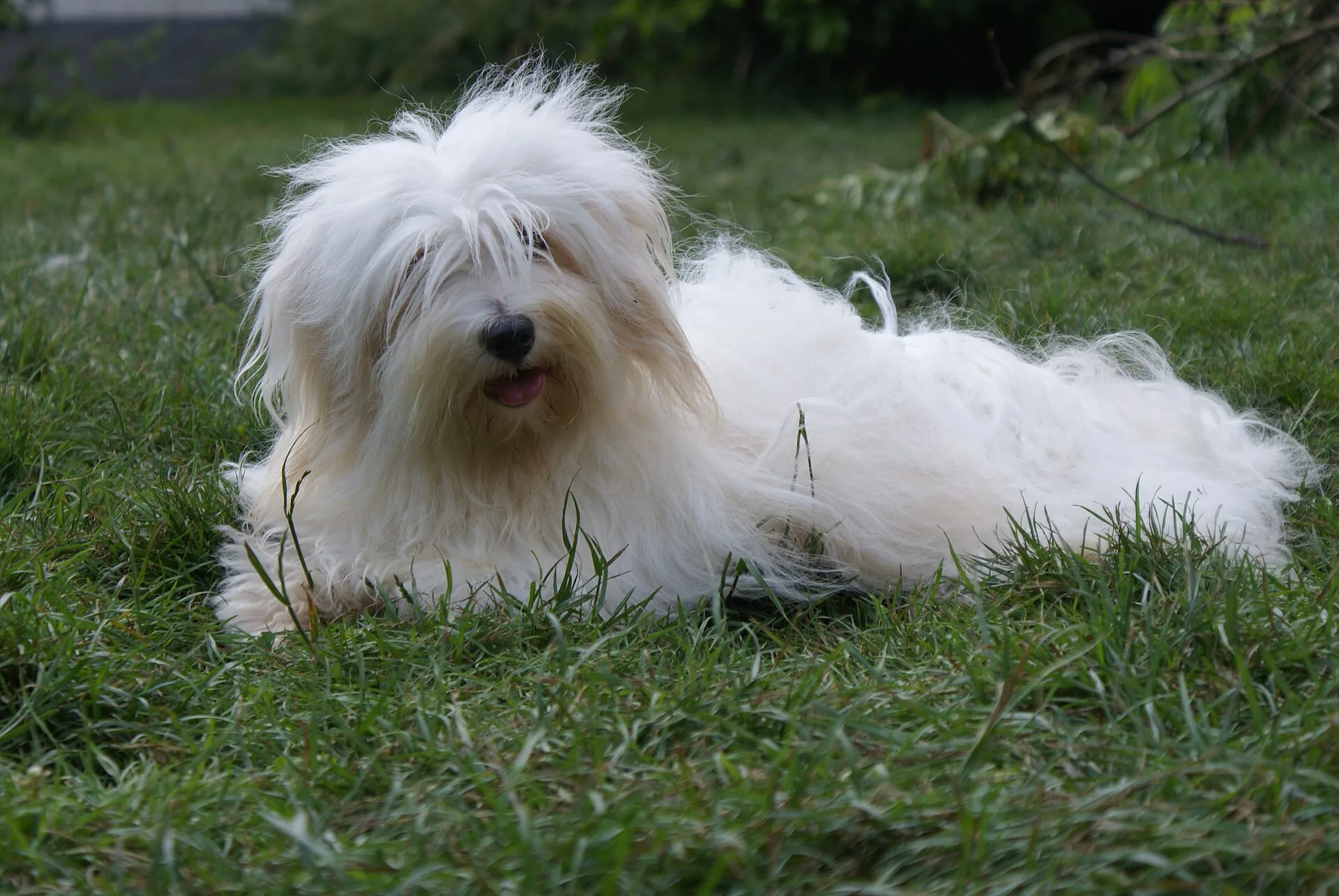 A Coton de Tulear