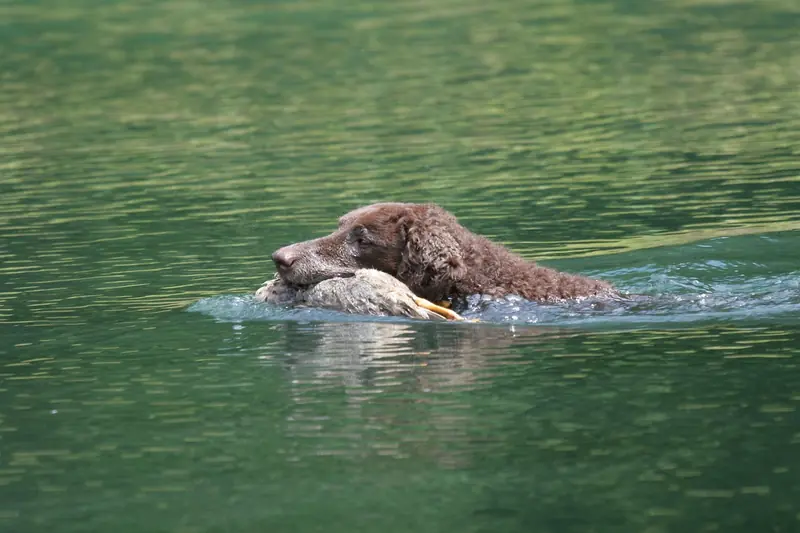 Curly-Coated Retriever, photo 5