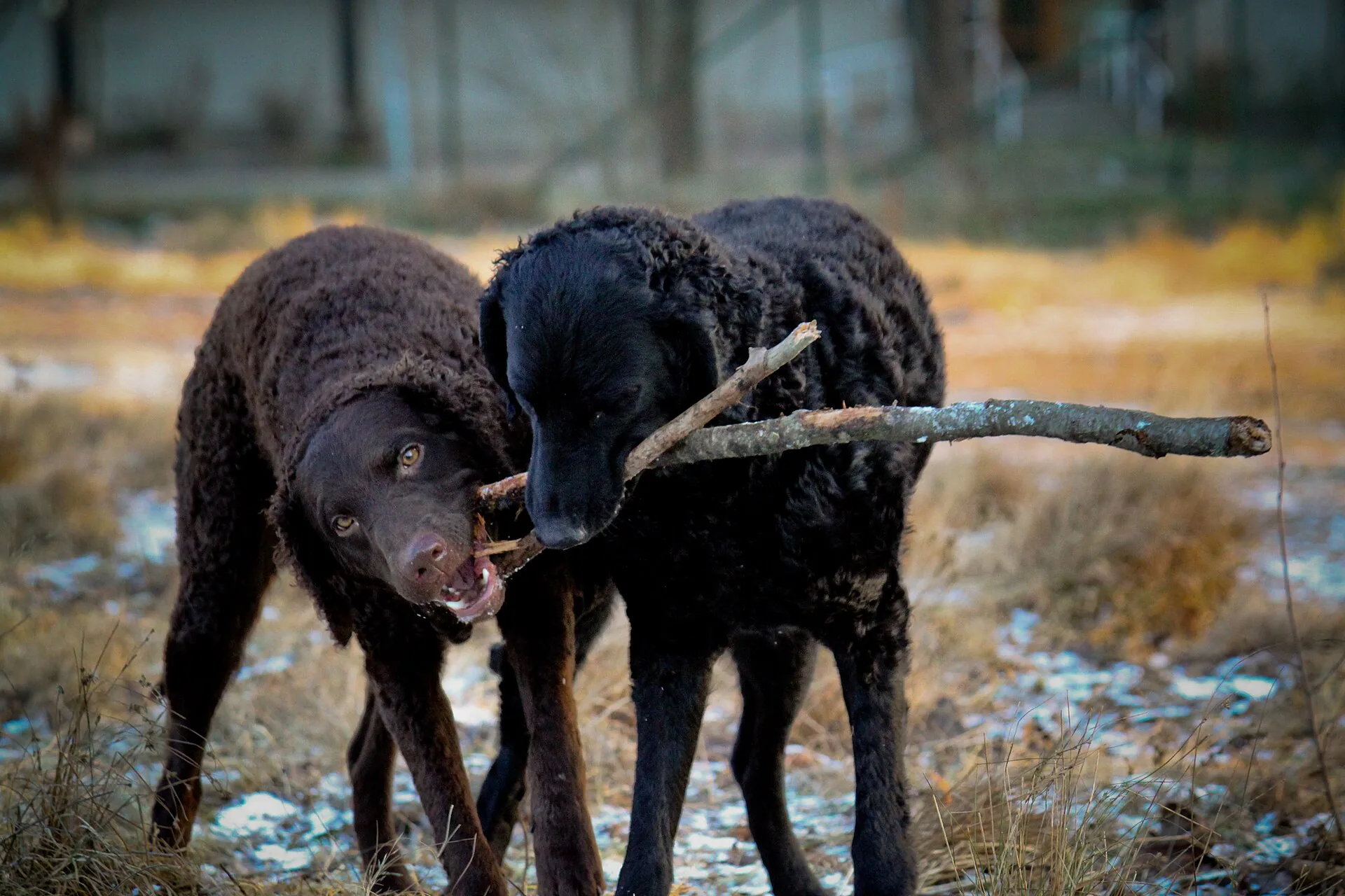 A Curly-Coated Retriever