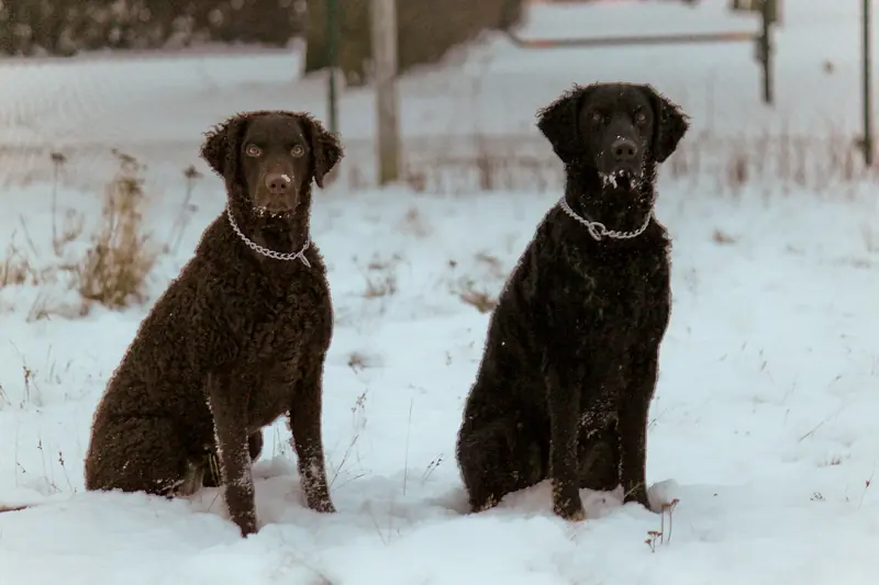Curly-Coated Retriever, photo 4