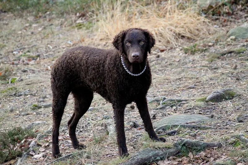 Curly-Coated Retriever, photo 2