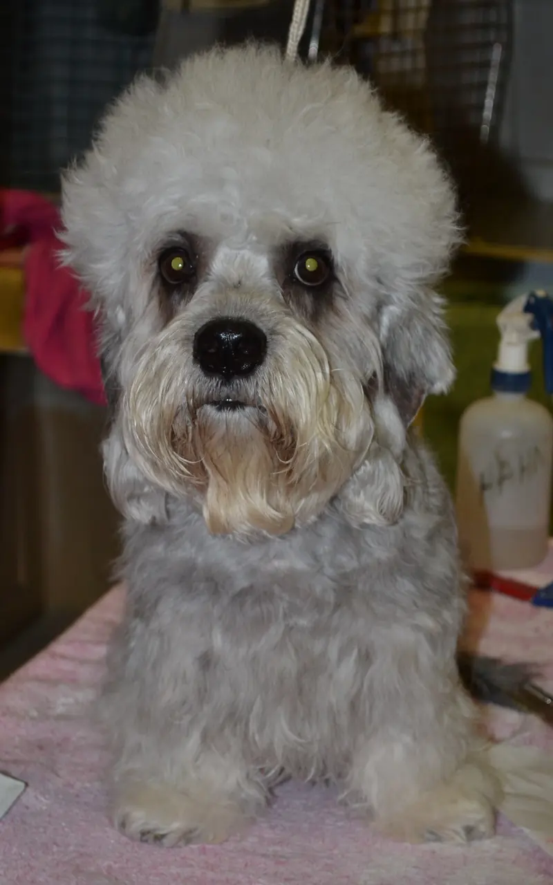Dandie Dinmont Terrier, photo 4