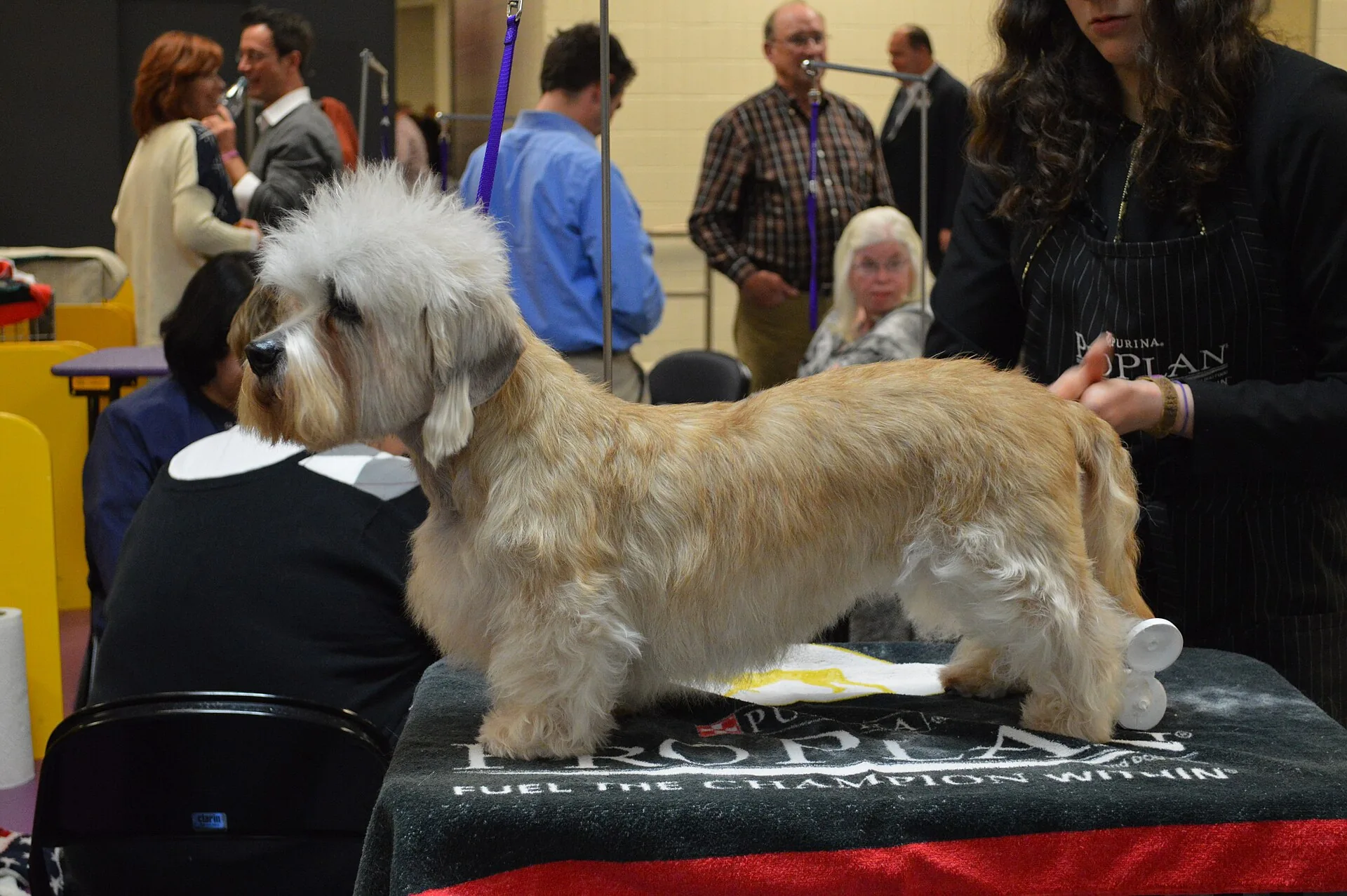 A Dandie Dinmont Terrier
