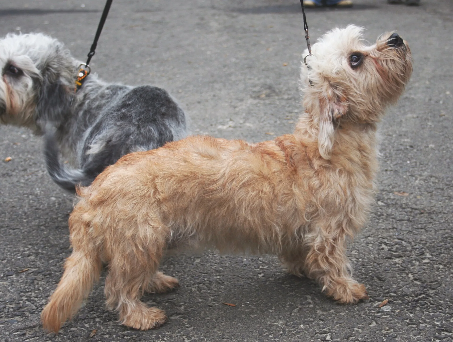 A Dandie Dinmont Terrier