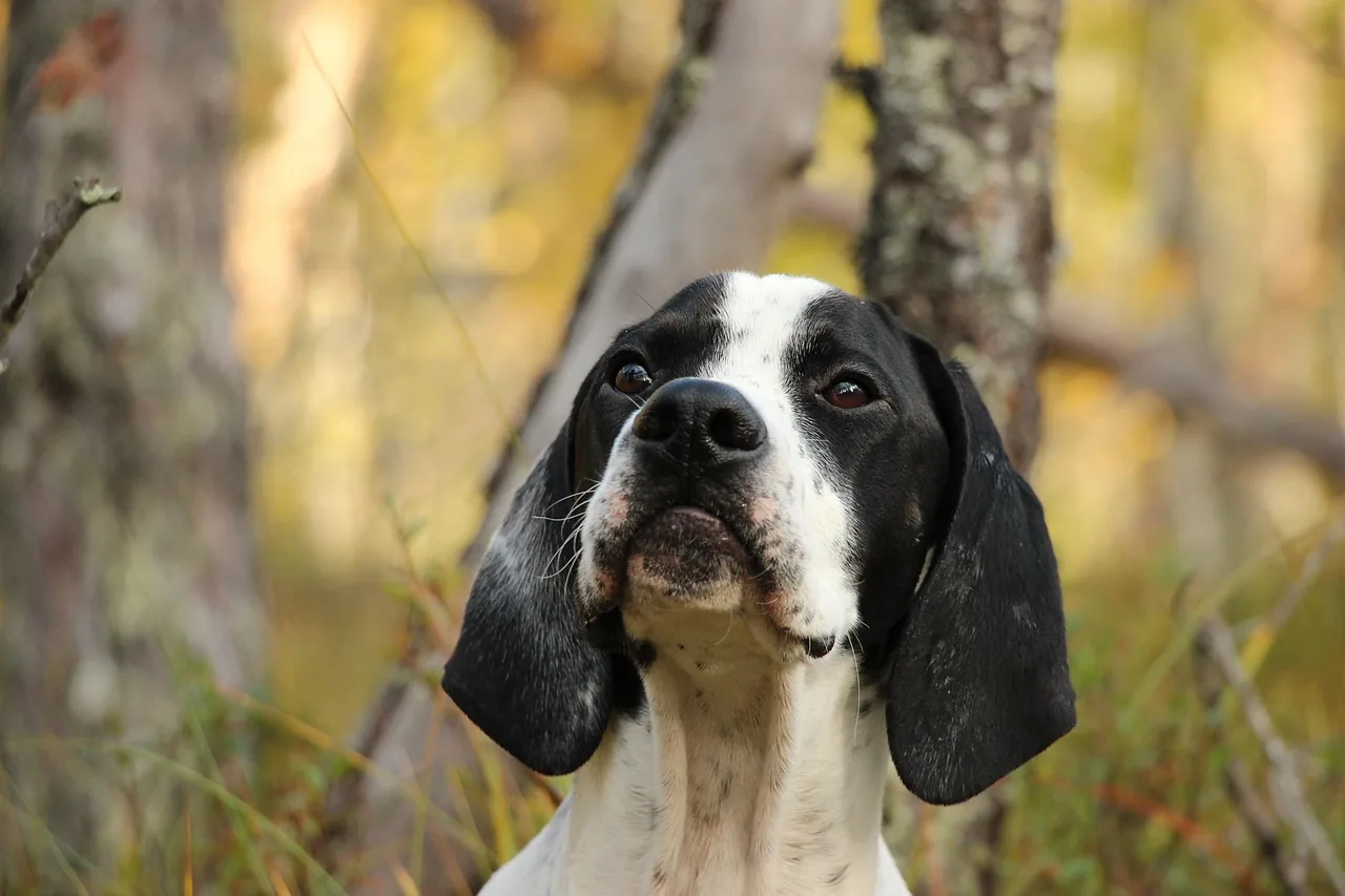 An English Pointer