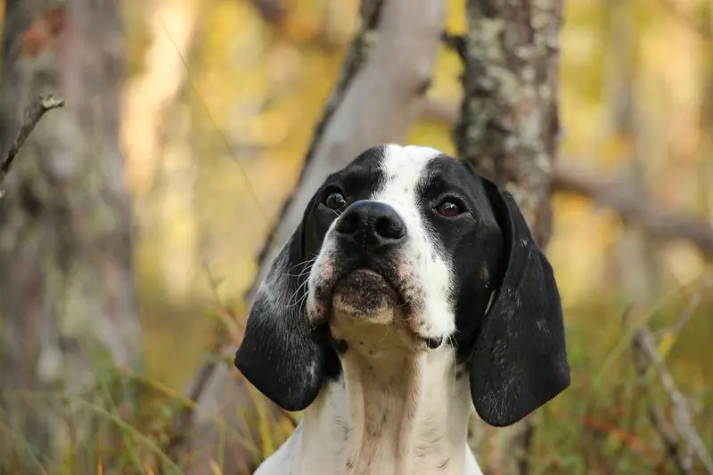 English Pointer, photo 3