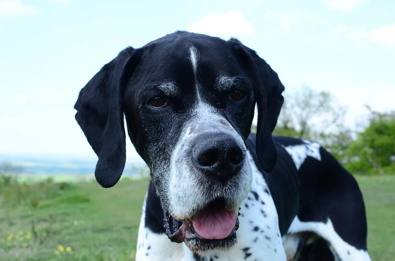 An English Pointer