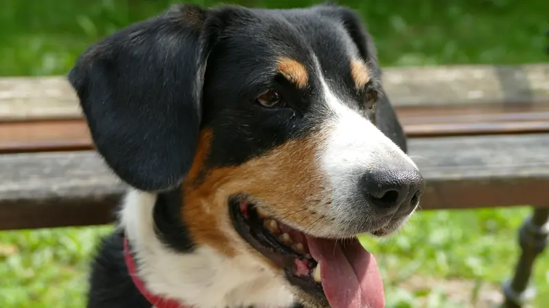 Entlebucher Mountain Dog, photo 3